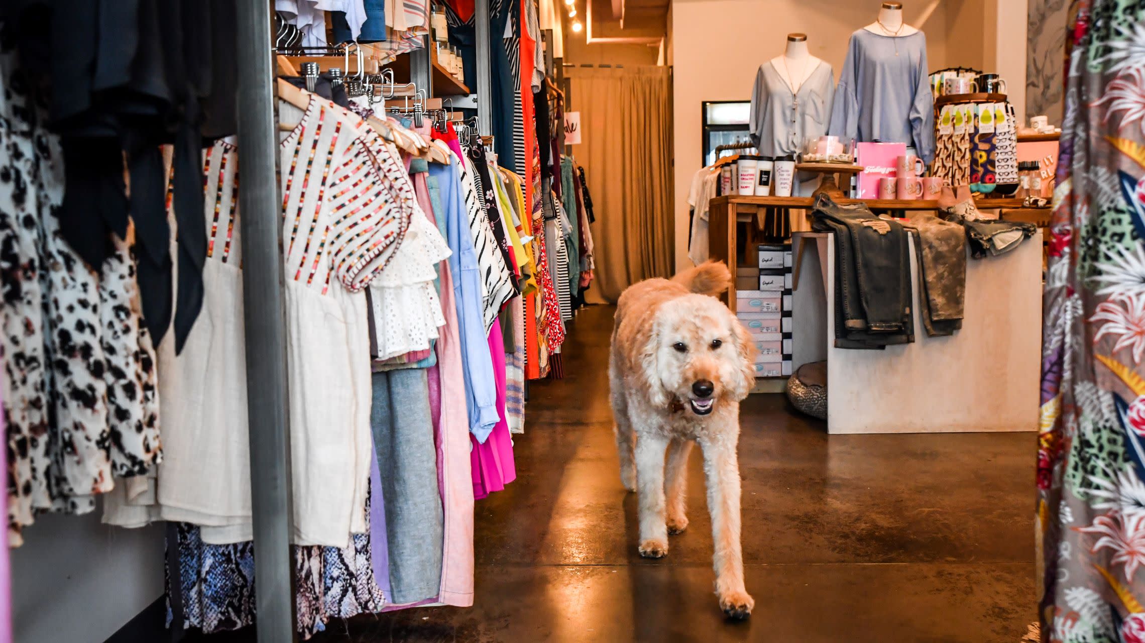 dog inside clothing boutique