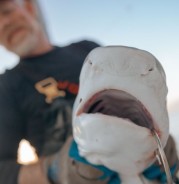 Apex Shark Charter Fishing