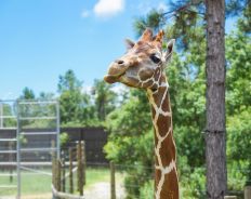 Alabama Gulf Coast Zoo