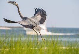 Audubon Bird Sanctuary