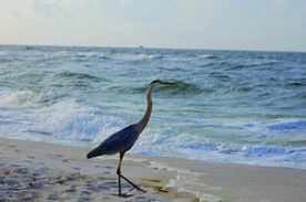 Beach Backs