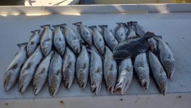 Another Fish Charters