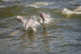 Caribe Cruiser Dolphin Cruise