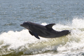 Orange Beach Private Dolphin Family Safaris