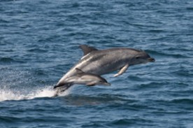 Dolphin Cruises aboard Dolphin Tales