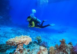 Top 5+ Scuba Diving Shops & Spots in Gulf Shores & Orange Beach