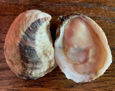 Navy Cove Oysters