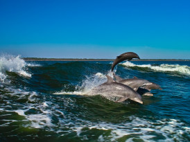 $15 Dolphin Cruise