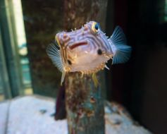 <span>Tank or Treat at the Alabama Aquarium!</span>
