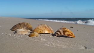 <span>Shell Beach Access</span>