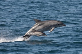 <span>Cruise Orange Beach Dolphin Cruises</span>
