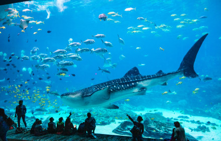 Georgia Aquarium