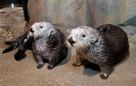 Georgia Aquarium
