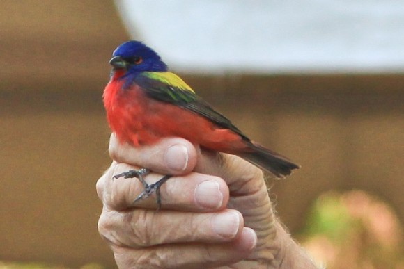 Celebrate Migration: 2023 Spring Birding Field Trips