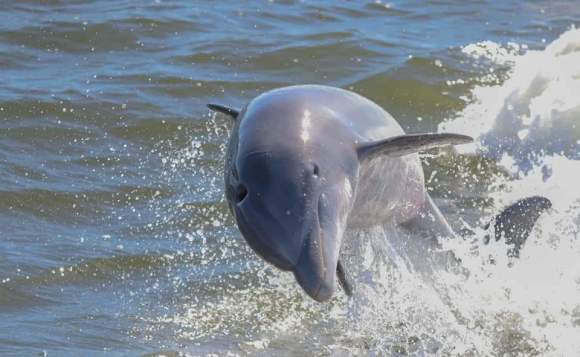 Cetacean Dolphin and Sailing Cruises