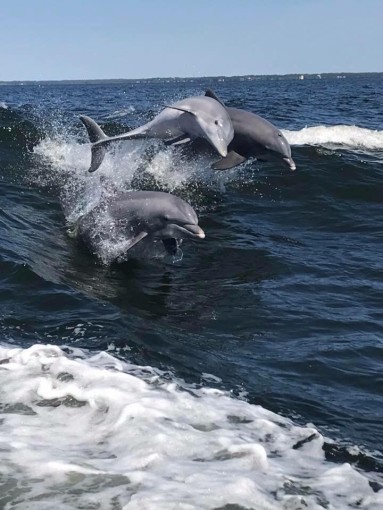 dolphin fleet cruises