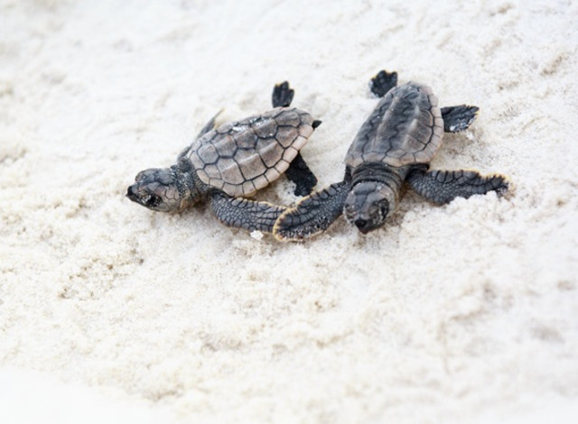 World Sea Turtle Day