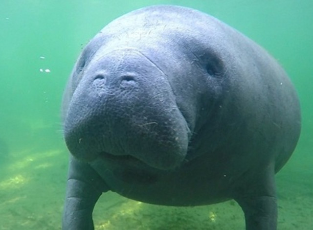 Manatee Habitat Cruise from the Blakeley Dock