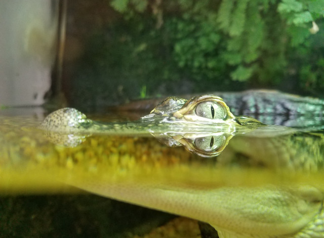 2026 Winter Showcase Series: Coastal Alabama: A Hotspot for Biodiversity