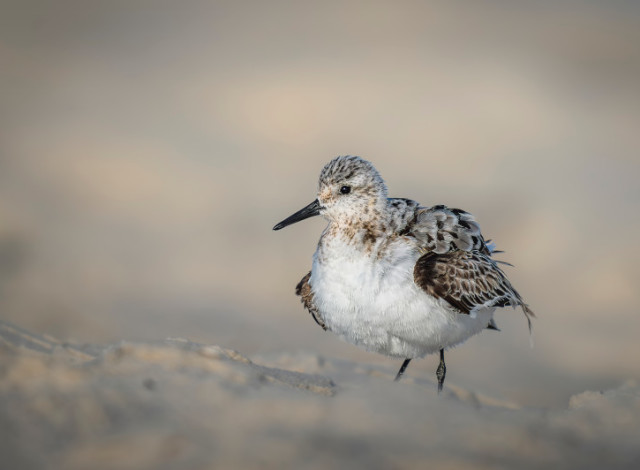 The Science of Nature: Birds of the Gulf Coast