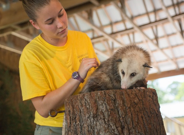 What to do at the Zoo: Animal Ambassador Walkabout