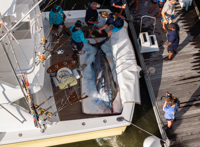Blue Marlin Grand Championship of the Gulf