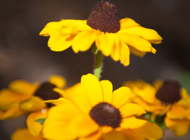 Blooms & Brews Spring Fest