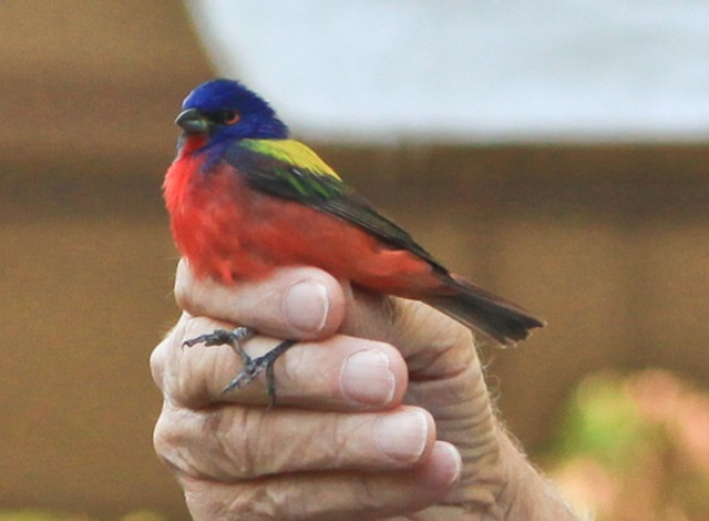 Spring Bird Banding at Dauphin Island