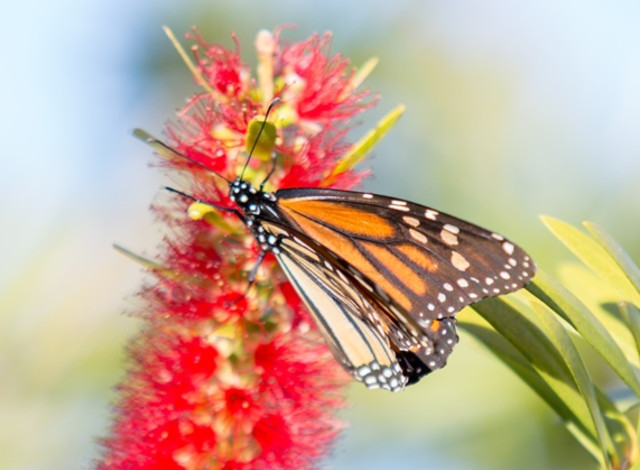 Pop-Up Park & Block Party