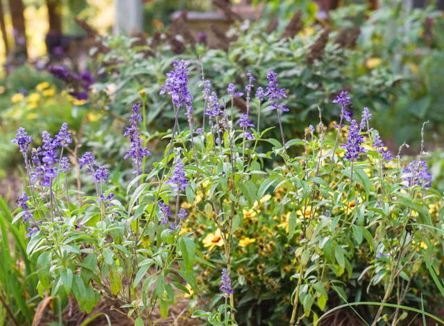 The Science of Nature: Plants & Pollinators