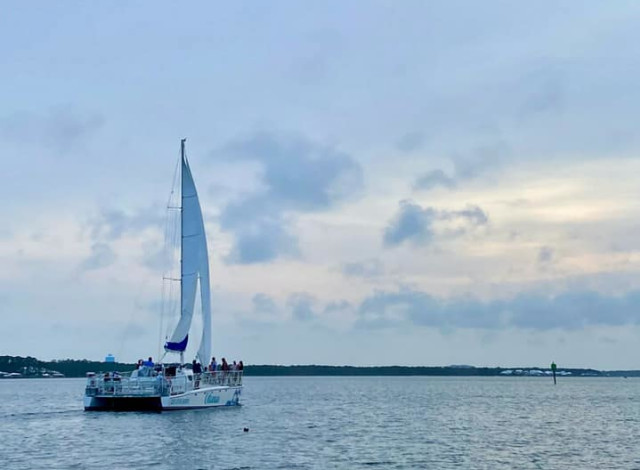 Cetacean Dolphin and Sailing Cruises