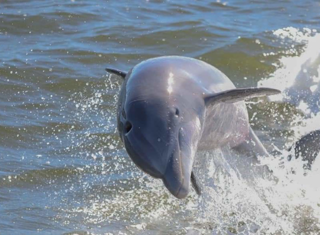 Cetacean Dolphin and Sailing Cruises