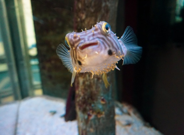 2026 Winter Showcase Series: Coastal Alabama: A Hotspot for Biodiversity