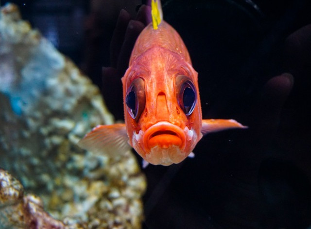 Cocktails with the Critters