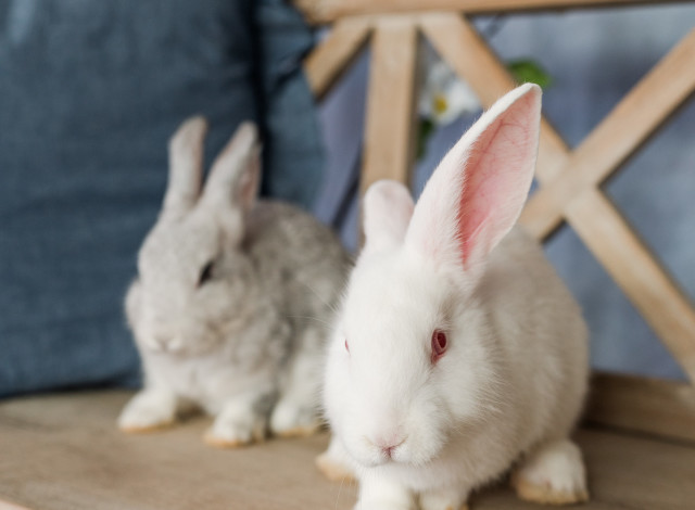 Easter Photos at The Wharf