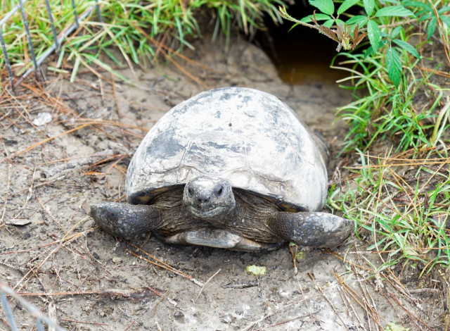 2026 Winter Showcase Series: Gopher Tortoise Research & Conservation in Gulf State Park