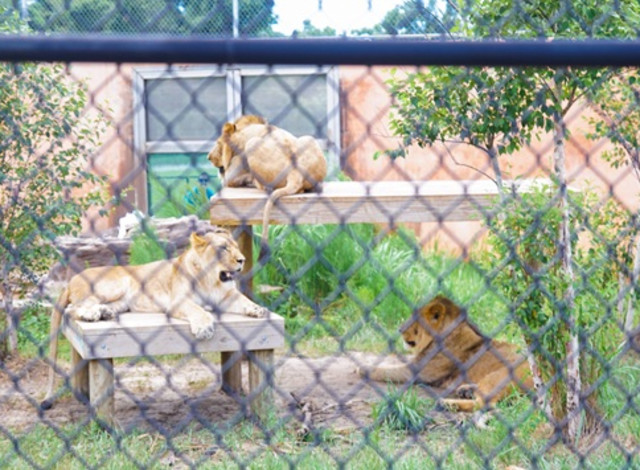 Keeper Chats: Big Cat Chat
