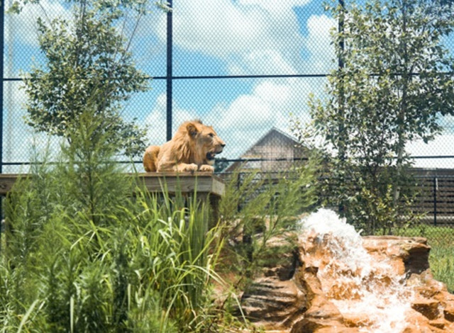 Keeper Chats: Big Cat Chat