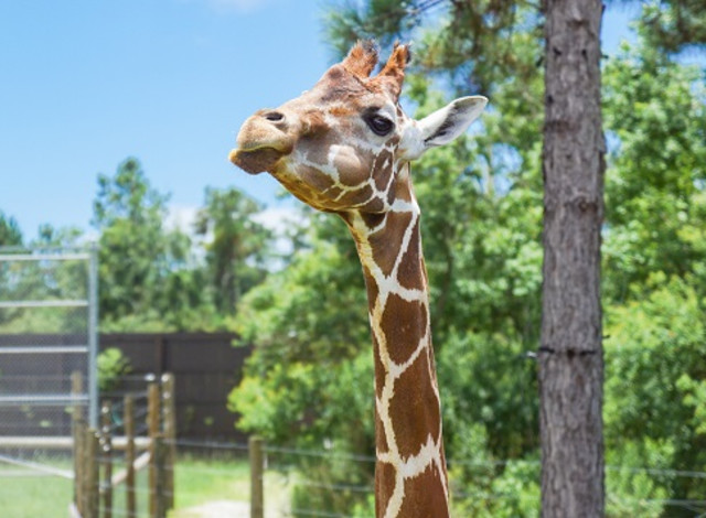 Giraffe Premium Experience at the Zoo!