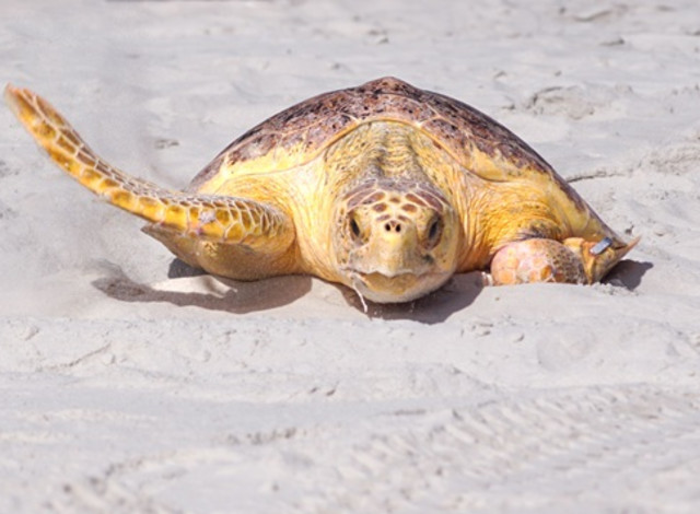World Sea Turtle Day