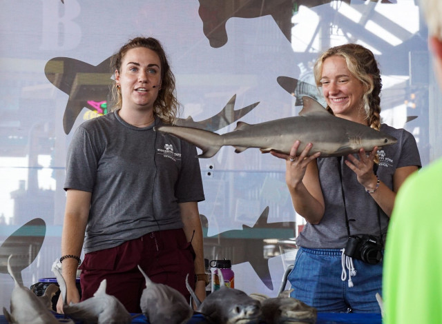 Shark Fest 2025