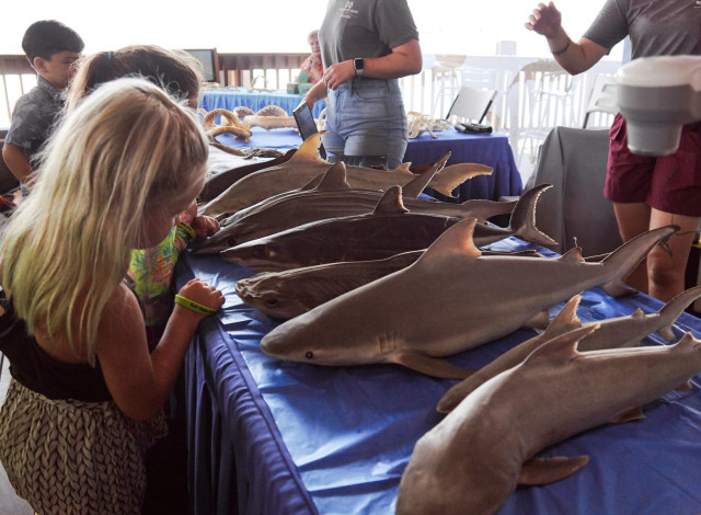 Shark Fest 2025