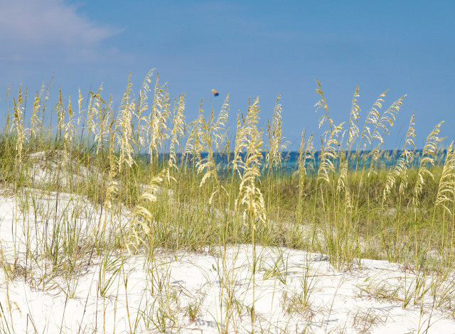 The Science of Nature: Beach Biology