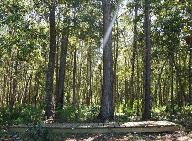 2025 Winter Showcase Series: Exploring the City of Foleys Graham Creek Nature Preserve (Canceled)