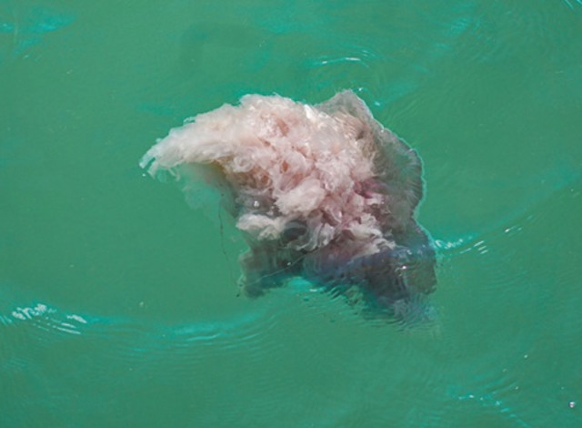 2026 Winter Showcase Series: Unusual Beach Life Uncovered