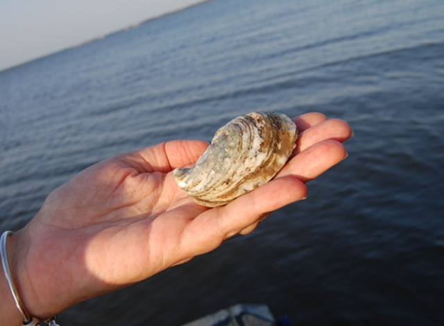 2026 Winter Showcase Series: Oysters in Mobile Bay: The Life, the Loss, and the Return