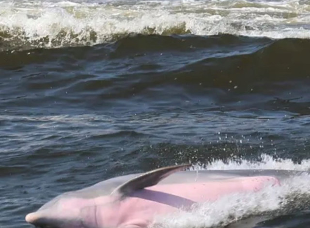 Dolphin Cruises aboard Dolphin Tales