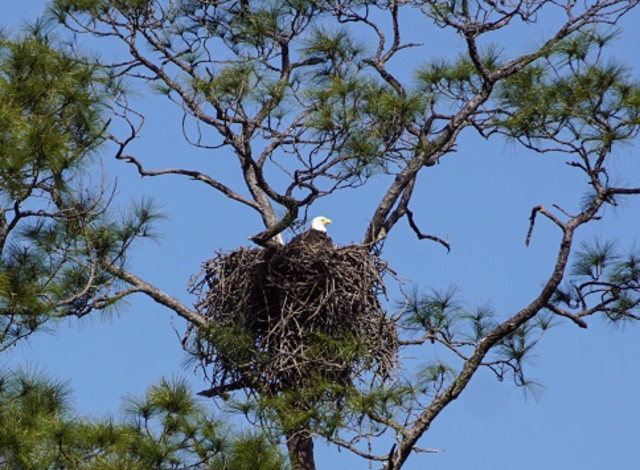 Eagles Have Landed- Guided Hike