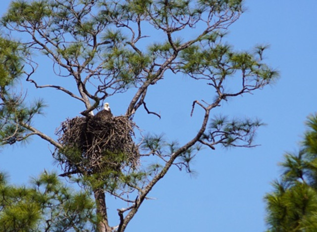 Eagles and Ecosystems Nature Walk