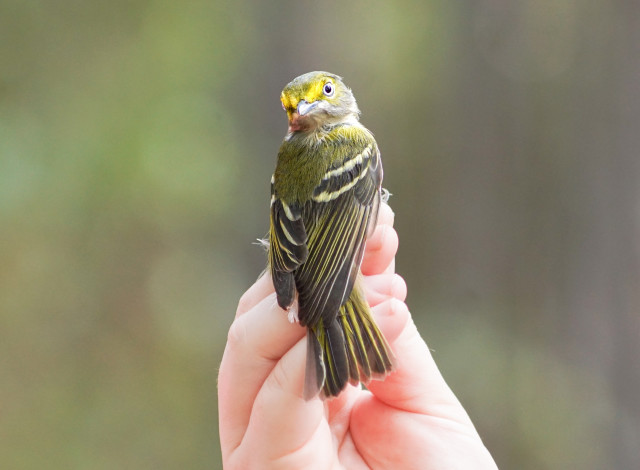 Coastal Guided Bird Walks at Fort Morgan